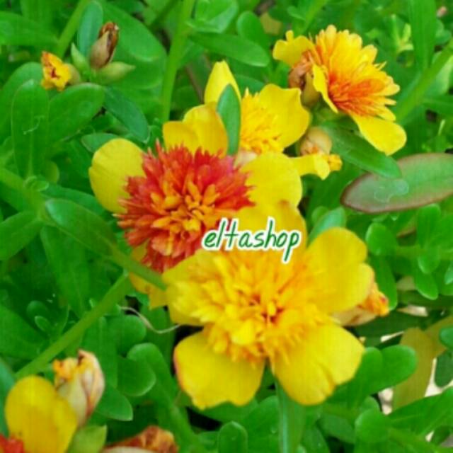 Jual 5 Stek Portulaca Fairytale Cinderella Kuning Orange ( Krokot ...