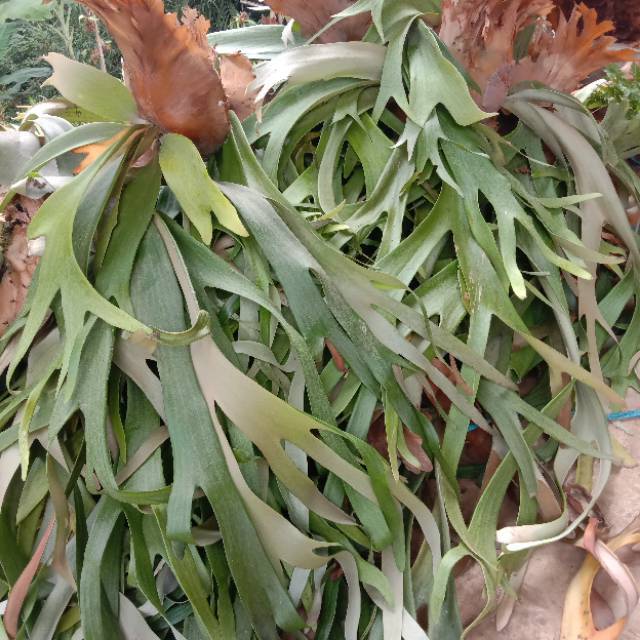 Jual TABAMAN HIAS SIMBAR MENJANGAN / TANDUK RUSA | Shopee Indonesia