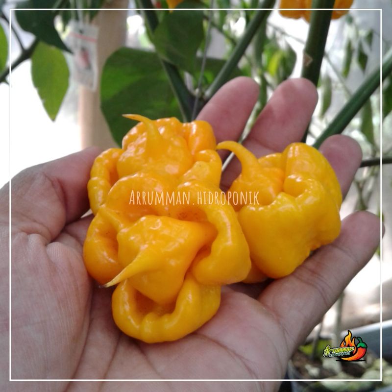 Jual Buah Cabe Super Pedas Carolina Reaper Yellow Shopee Indonesia