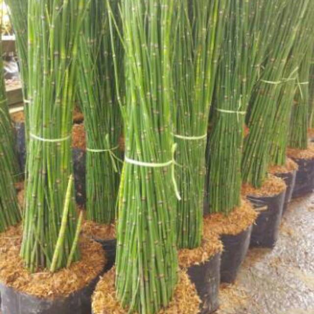 Jual Tanaman Hias Bambu Air Shopee Indonesia