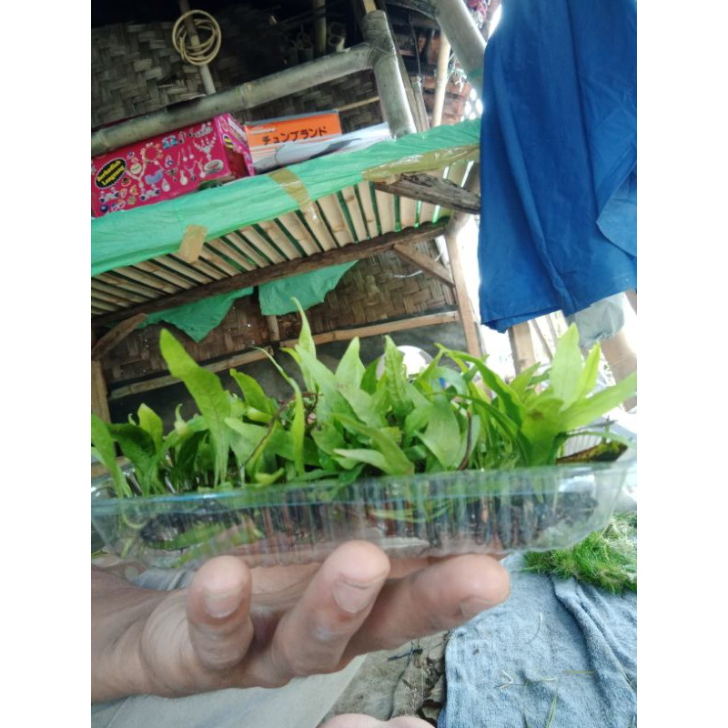 Jual Kadaka mini java fern tanaman aquascape hiasan aquarium | Shopee ...