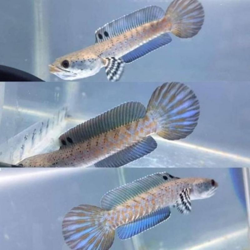 Jual Cana pulcra hiasan aquarium size 7-8cm grad A | Shopee Indonesia