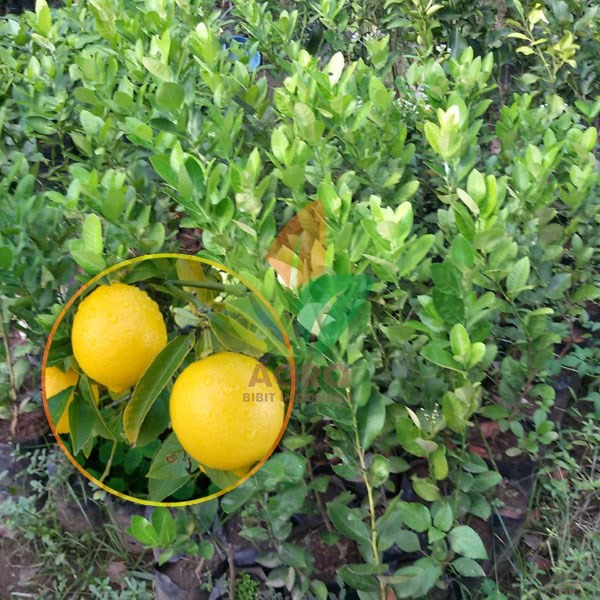 Jual Bibit Jeruk Lemon Hawai Jumbo Stek 30 Cm Shopee Indonesia