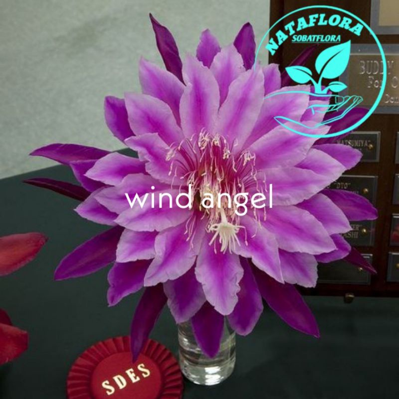 Jual PROMO TANAMAN HIAS WIJAYA KUSUMA WIND ANGEL Shopee Indonesia