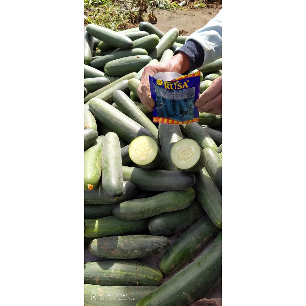 Jual Benih Cap Rusa - 1000 BENIH BIBIT BIJI TIMUN HIJAU F1 NANIKA - 10 ...