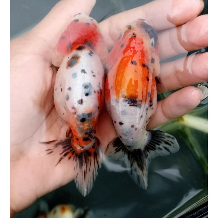 Jual Ikan mas koki rancu calico / rancu calico Ikan hias aquarium ...