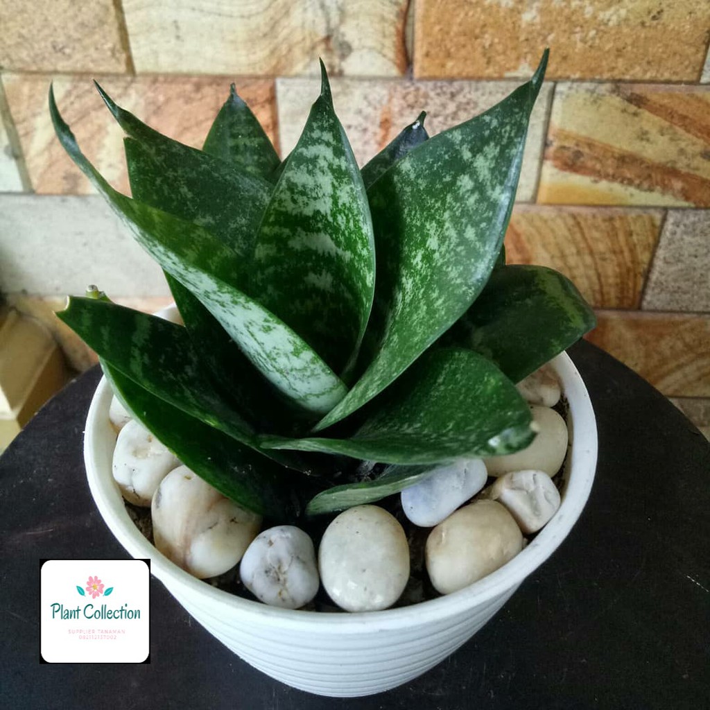 Jual TANAMAN HIAS SANSEVIERIA LIDAH MERTUA MINI | Shopee Indonesia