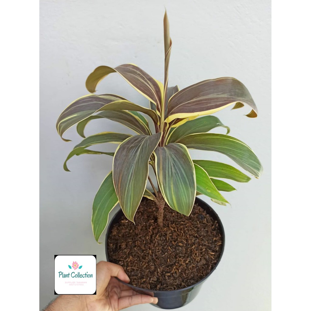 Jual TANAMAN HIAS CORDYLINE FRUTICOSA | Shopee Indonesia