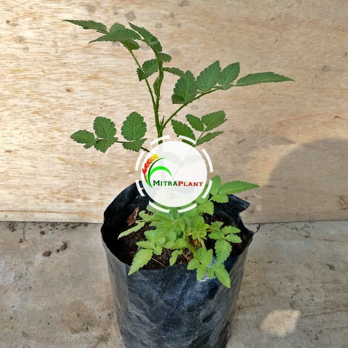 Jual Bibit Tanaman Raspberry Pohon Buah Raspberry Bibit Raspberry Pohon ...