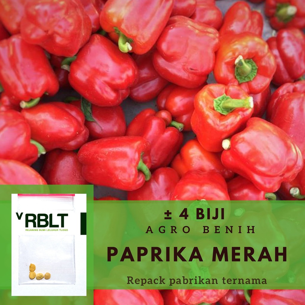 Jual 4 Bibit Paprika Merah Red Star F1 Hibrida Benih Sayuran Known You Seed Tanaman Sayur Unggul