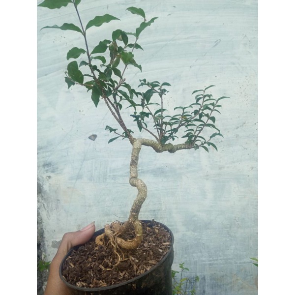 Breeshy Mikro-Landschaftsglasterrarium Mit Tausammeldeckel  Bonsai-Vase  Aus Glas Fr Sukkulenten & Moos