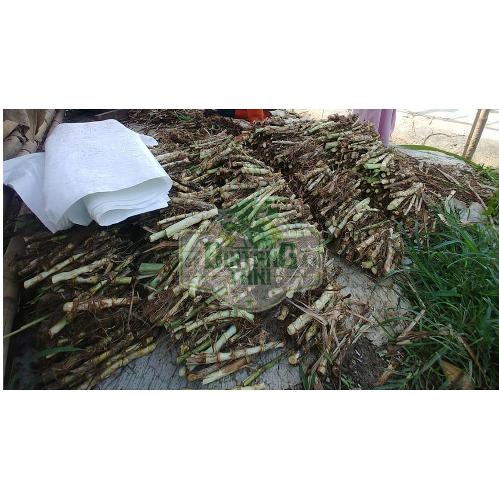 Jual Rumput Odot Stek Shopee Indonesia