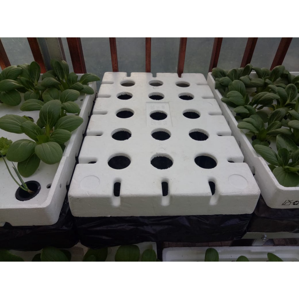 Jual Sterofoam Box Anggur Siap Pakai Media Tanam Hidroponik Shopee