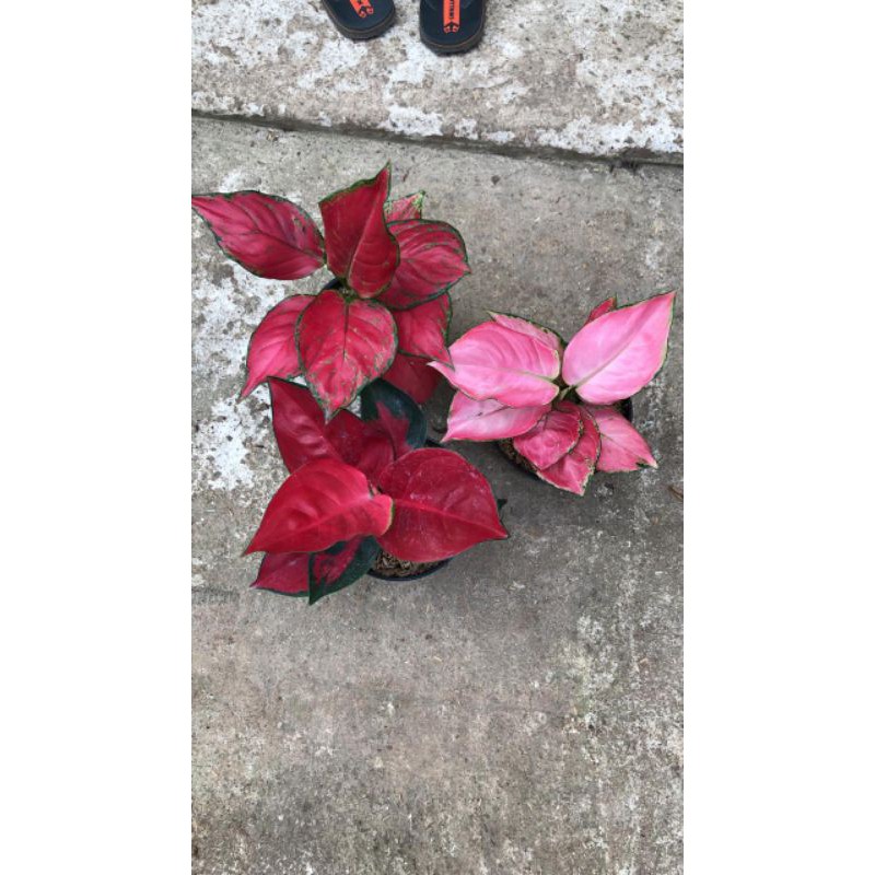 Jual PAKET.RED ANJA.PINK CATERINA.SUKSOM JAIPONG KULTURE | Shopee Indonesia