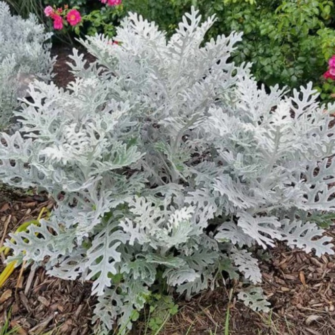 Jual tanaman hias bunga perak / silver dust / putri salju | Shopee ...