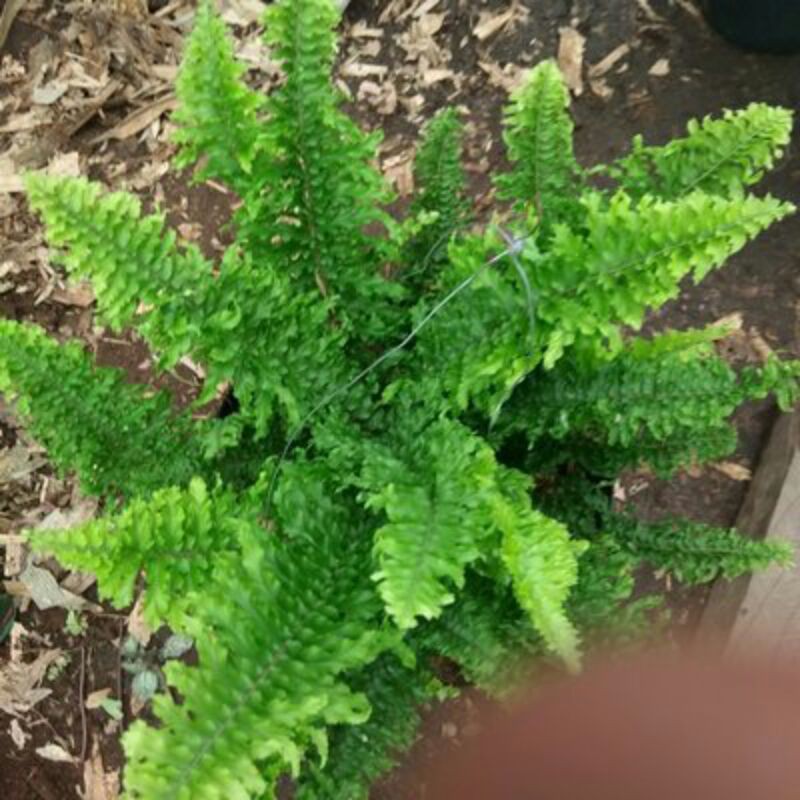 Jual tanaman hias pakis boston hijau, tanaman hias pot gantung | Shopee ...