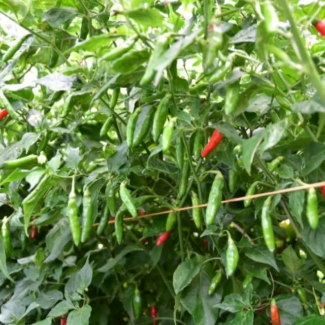 Siling Labuyo Pepper Seeds Capsicum Frutescens Filipi vrogue.co