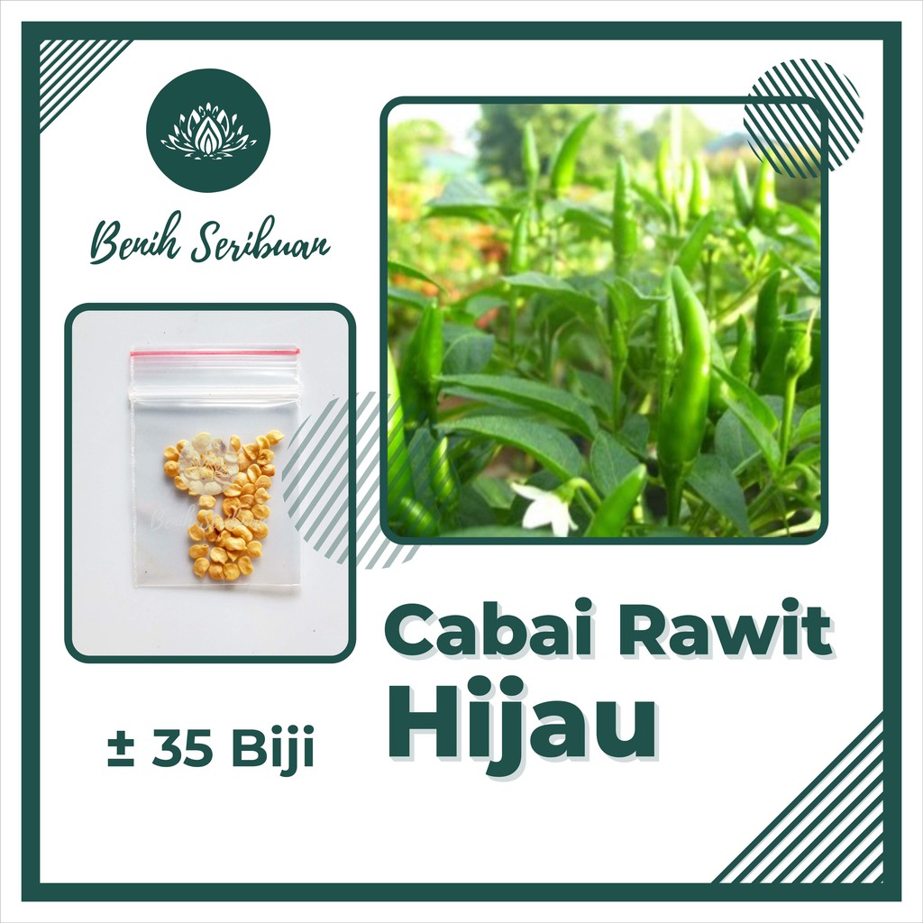 Jual 35 Biji Benih Cabe Rawit Hijau Unggul Bibit Sayuran Cabai ...