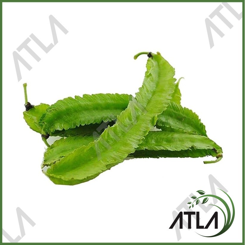 Jual Benih Tanaman Kecipir 500 Gram Bibit Sayur Biji Daun Buah Cicipir ...
