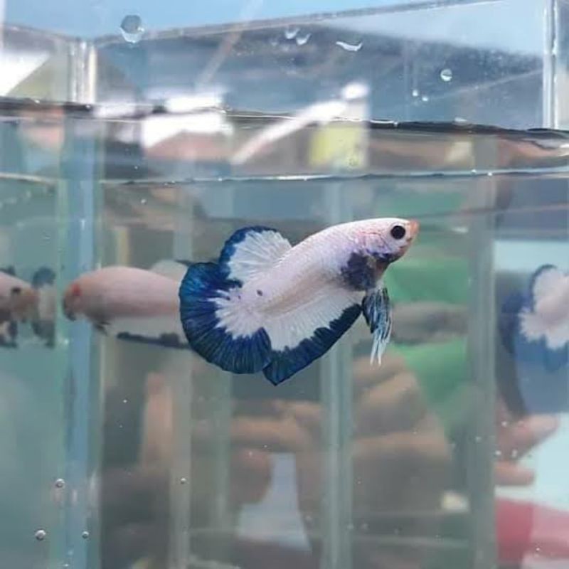 Jual jual ikan hias-cupang HM Blue Rim Thailand-warna sudah keluar-Blue ...