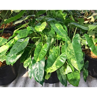 Jual Bunga Philodendron Burlemarx Variegata Tanaman Hias Philo ...