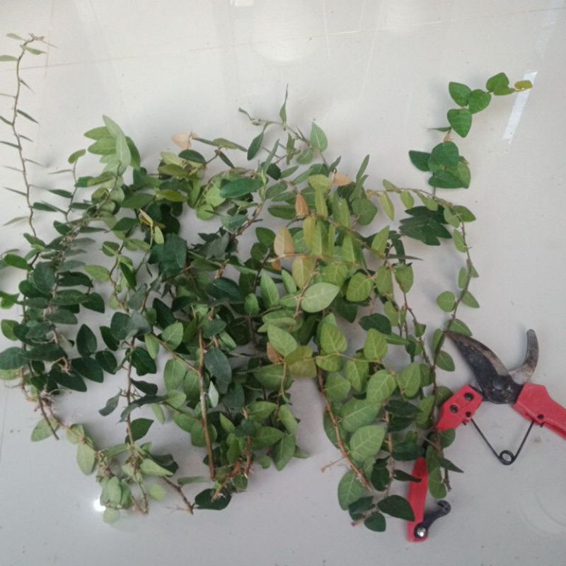 Jual DOLLAR RAMBAT MINI/FICUS PUMILA ( MINMAL ORDER 20 RIBU ) | Shopee ...
