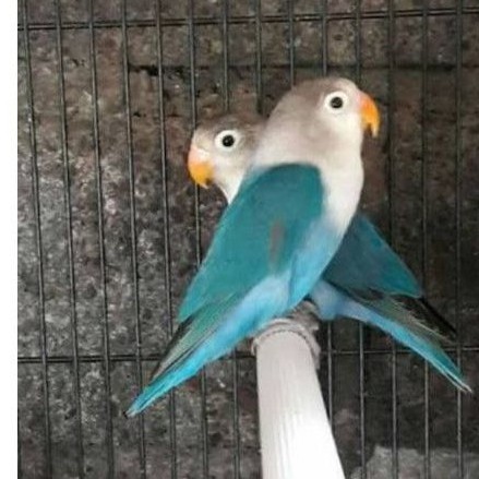 Jual burung lovebird biru cobal/mangsi sepasang (jantan betina ...