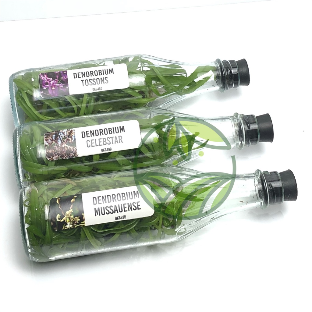 Jual Botolan Anggrek Dendrobium Primary Hybird | Shopee Indonesia