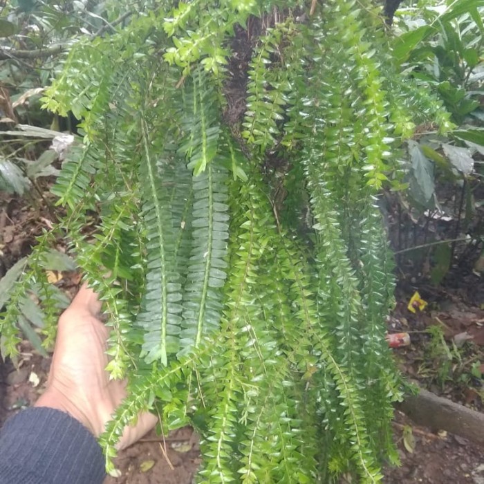 Jual {willystorre} ready kumpai hiasan dinding yang rimbun besar ...