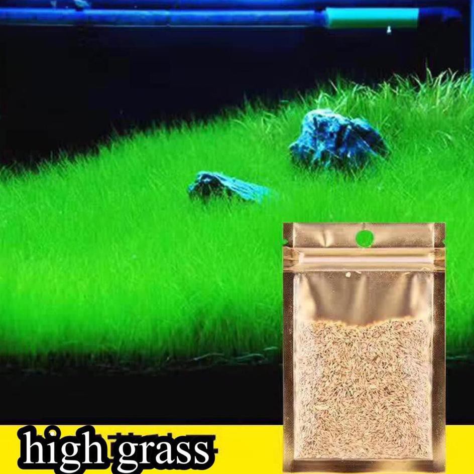 Jual RWL High Grass Carpet Seed Tanaman Aquascape Foreground