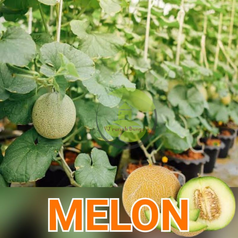 10 Butir - Benih Buah Melon Manis F1