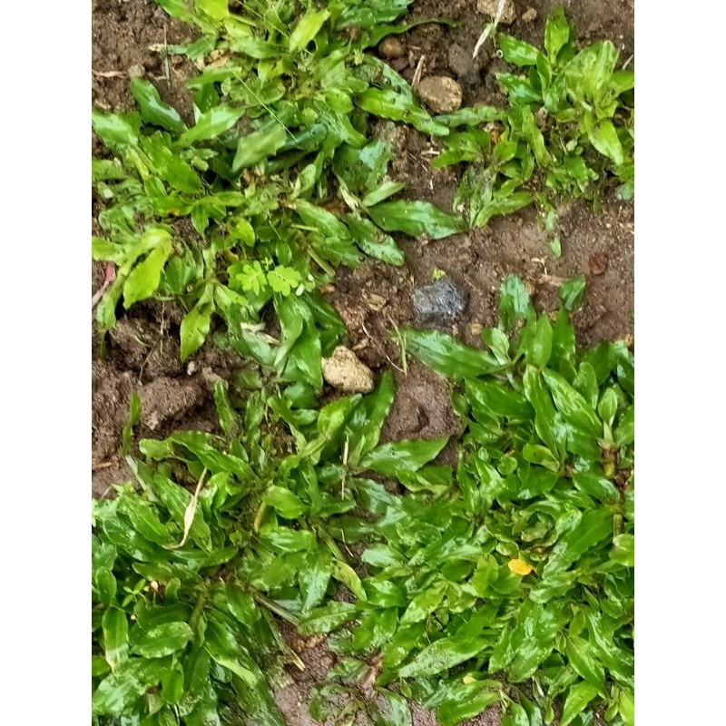 Jual rumput gajah mini / rumput hias ukuran 10-15 cm | Shopee Indonesia