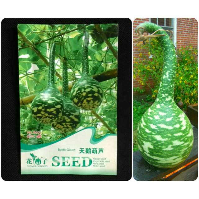 Jual Benih Bibit Unik dan Langka Labu Angsa Swan Gourd, kemasan asli ...