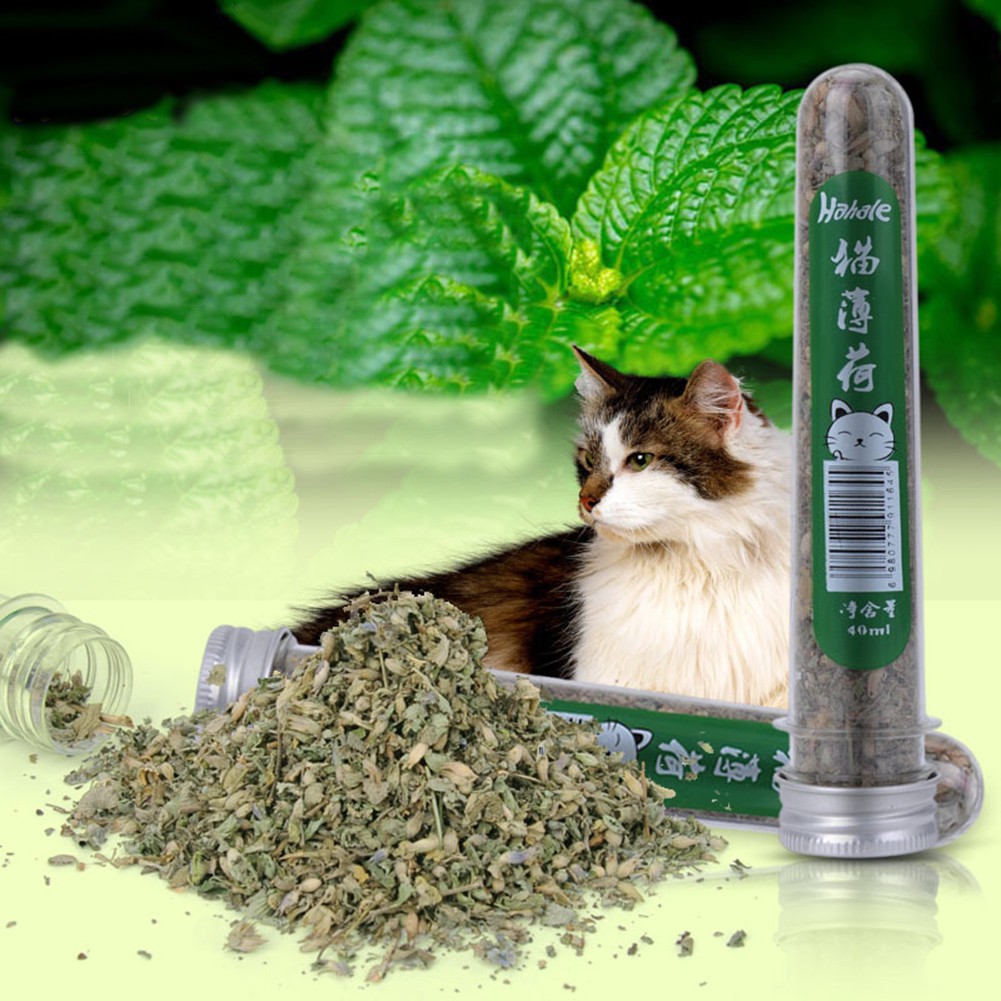 Daun Catnip Mint Herbs kering kucing Nepeta cataria import  gr