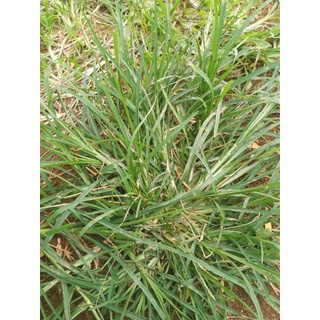 Jual Daun Tanaman Rumput Belulang atau jampang segar 500 gram | Shopee ...