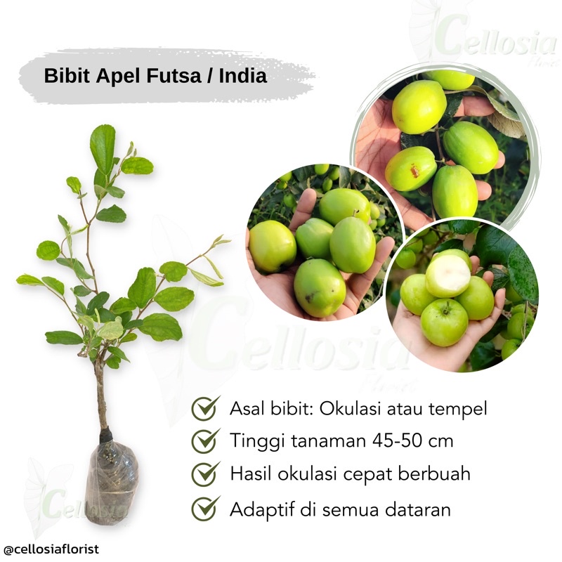 Jual Bibit Tanaman Buah Apel Putsa Futsa Apel India Okulasi Bisa Cek Video Untuk Lebih