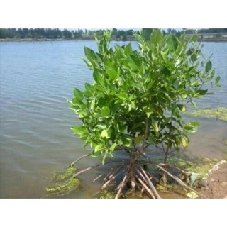 Jual Tanaman Bakau Terlengkap & Harga Terbaru Maret 2026 | Shopee Indonesia