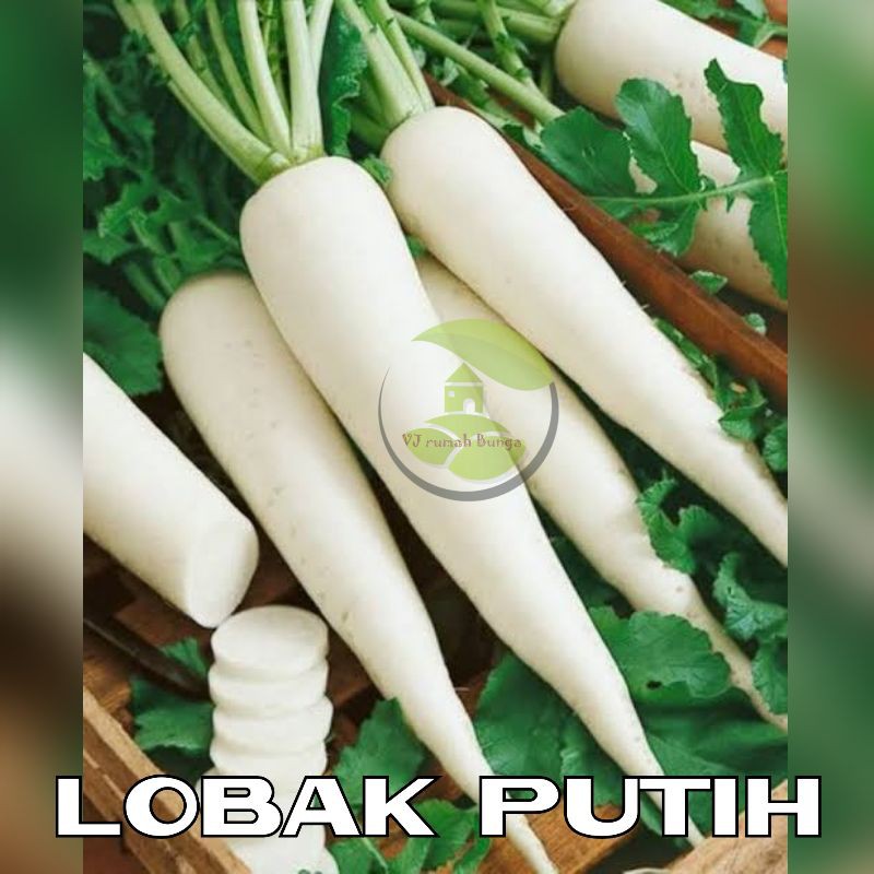 Jual Benih Sayuran Lobak Putih Benih Biji Lobak Putih Wortel Putih