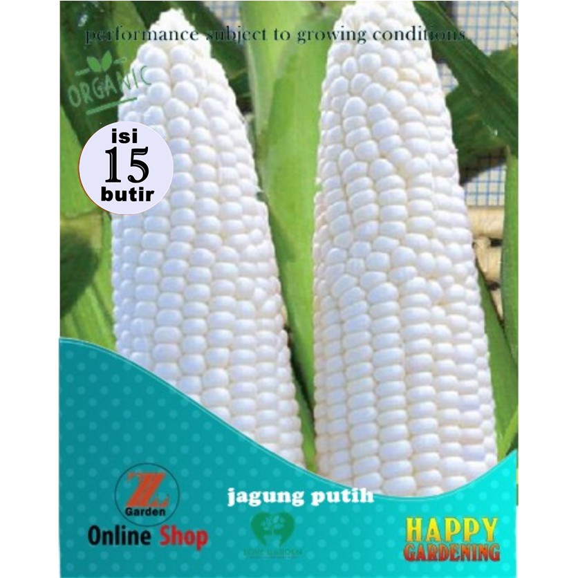 Jual Butir Biji Benih Tanaman Jagung Putih Shopee Indonesia