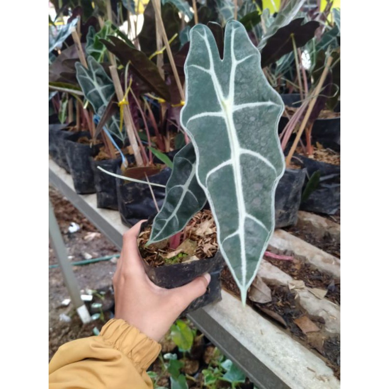 Jual Tanaman Hias Keladi Amazon Alocasia Amazon Keladi Tengkorak