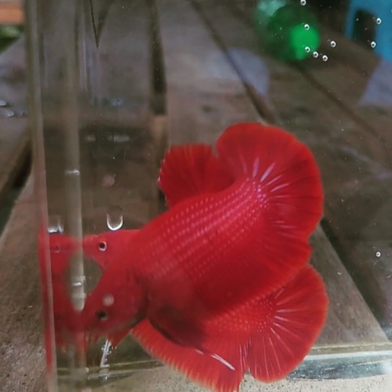 Jual BETTA SRD Sample Giant BO KE 5 (2ekor) | Shopee Indonesia