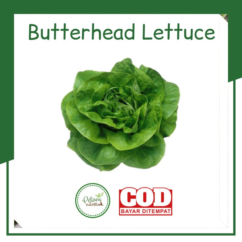 Jual Benih Biji Bibit Tanaman Sayuran Sayur Daun Selada Butterhead
