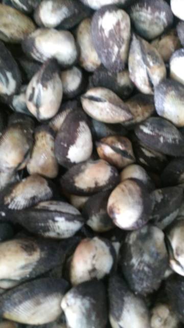 Jual Kerang bulu live / frozen | Shopee Indonesia