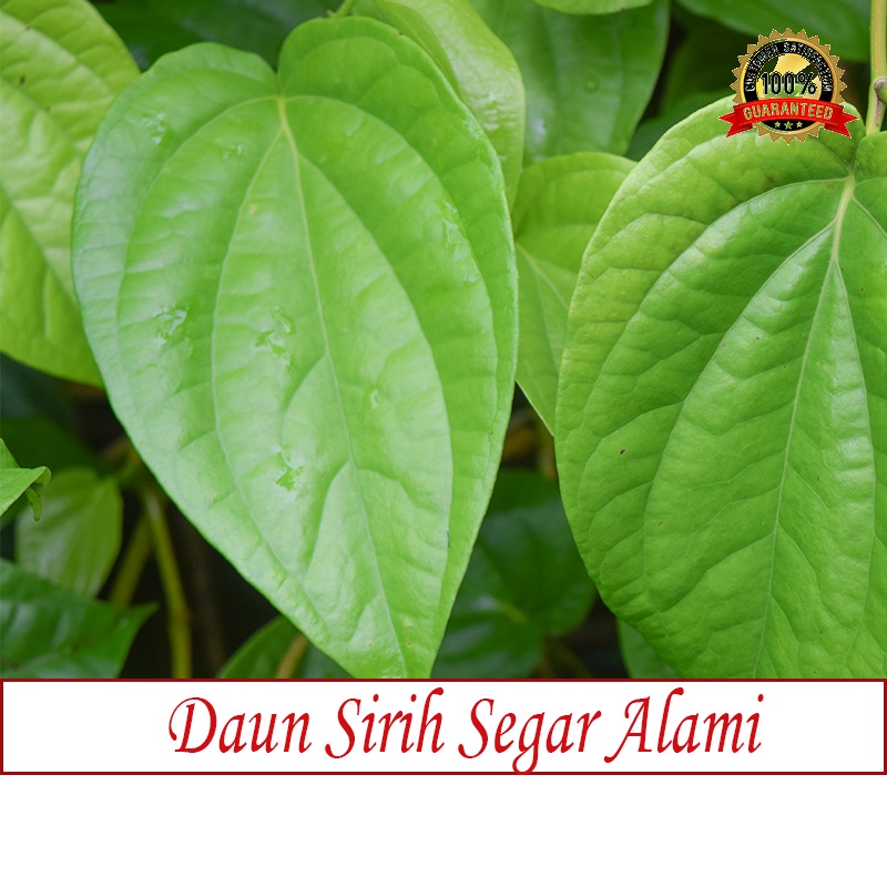 Jual Daun sirih daun sirih segar alami daun sirih hijau daun sirih ...