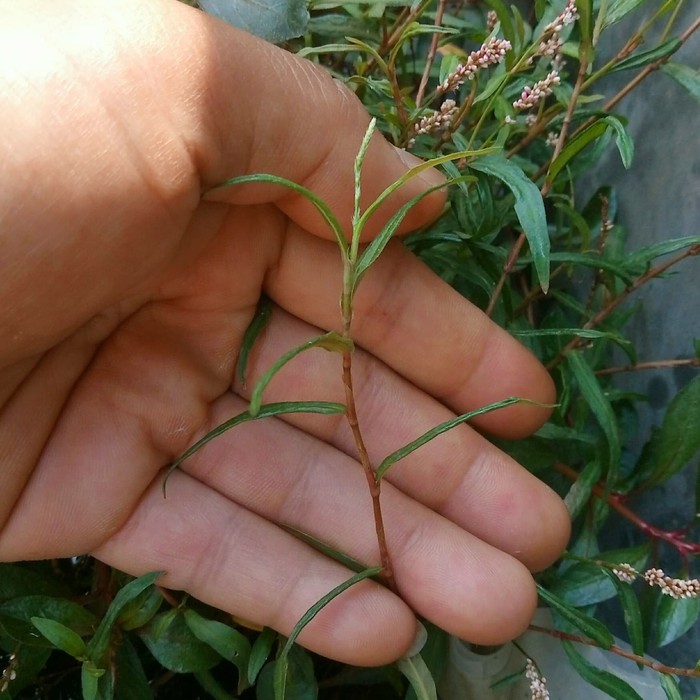Jual Polygonum sp. Red - Emersed | Shopee Indonesia