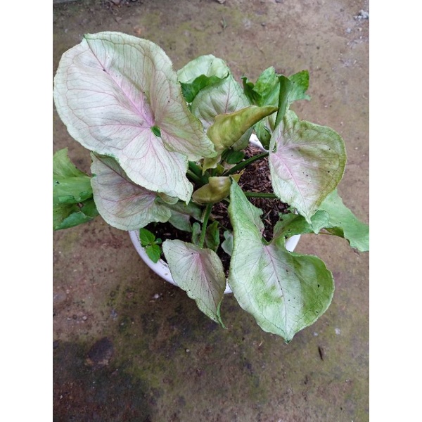 Jual singonium rimbun | Shopee Indonesia
