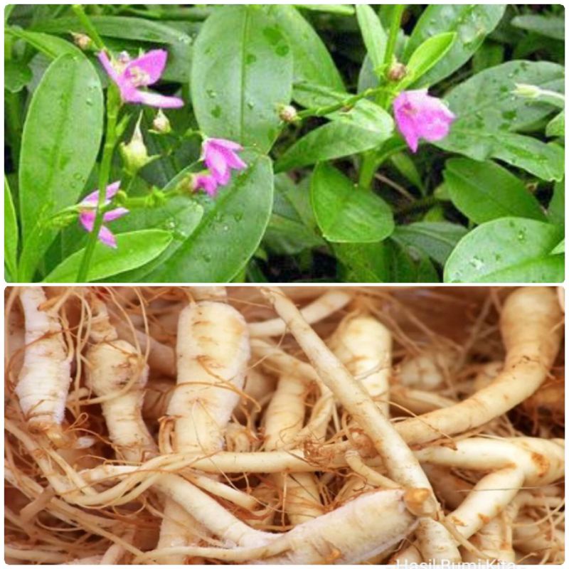 Jual Tanaman Herbal Ginseng Jawa/ilmiah Talinum paniculatum | Shopee ...