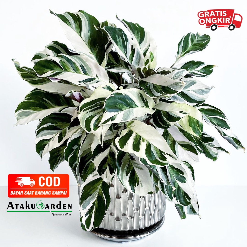 Jual Tanaman Hias Calathea Orbifolia Calathea Orbifolia Calathea Orbi Shopee Indonesia