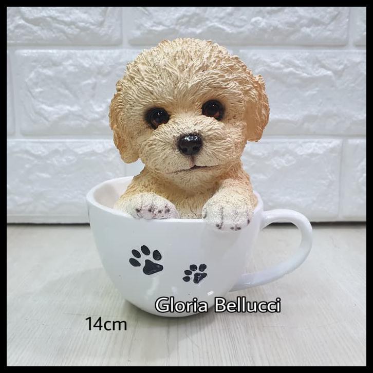 Jual 2024 teacup poodle