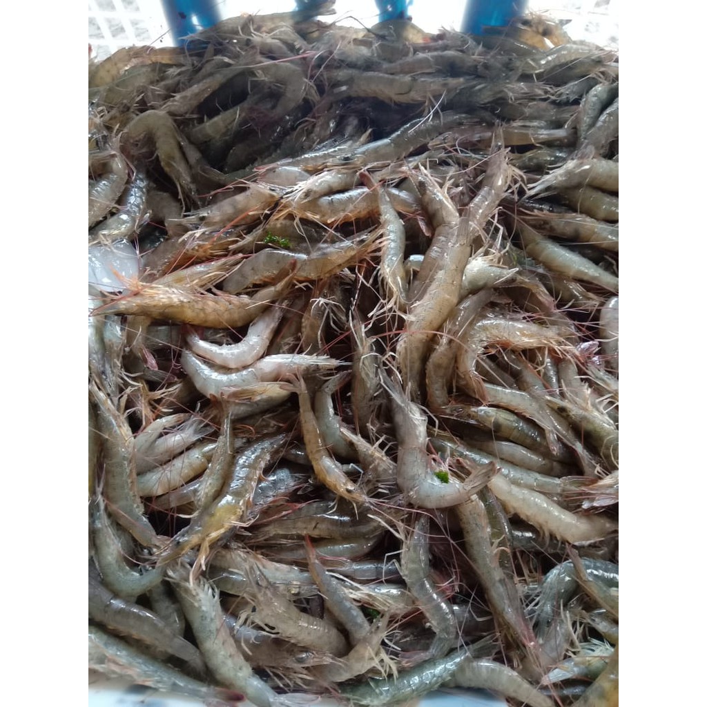 Jual Udang Api Segar dan Hidup 1KG | Shopee Indonesia